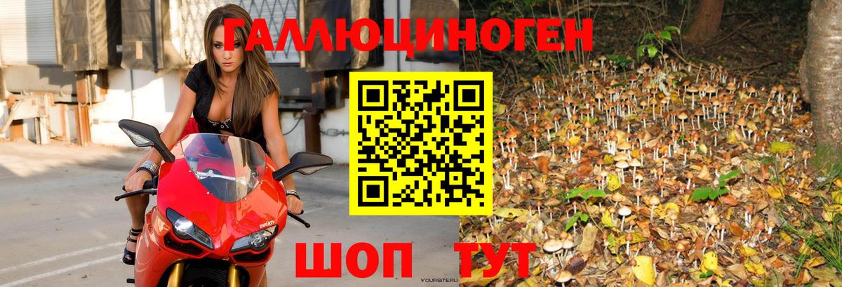 Псилоцибиновые грибы прущие грибы  Галлюциногенные грибы Psilocybine cubensis  Железногорск 